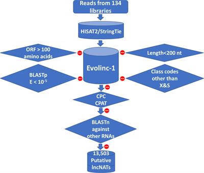 Genome-wide identification of antisense lncRNAs and their association with susceptibility to Flavobacterium psychrophilum in rainbow trout